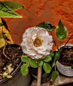 Close-up of rose plant