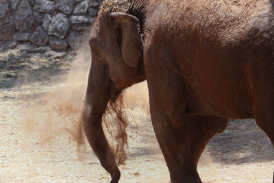 Elephant playing with sand on sunny day