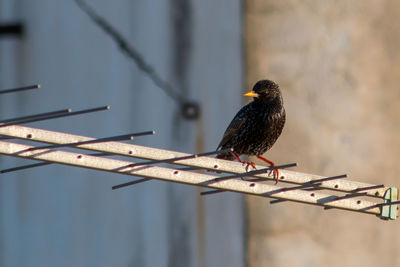 Close-up of bird perching on metal railing against wall