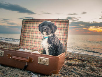 Dog in box at beach during sunset