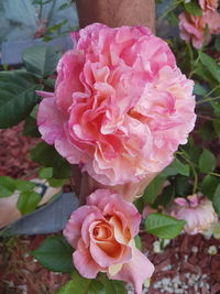 Close-up of pink rose