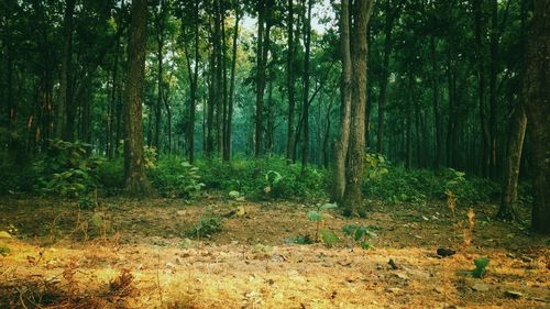 Trees in forest