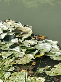 Close-up of lotus water lily in lake