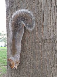 Close-up of lizard on tree