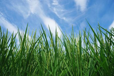 Low angle view of fresh green field against sky