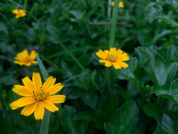 Close-up of yellow flower blooming in field