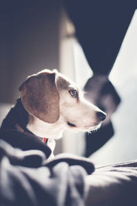 Close-up of dog