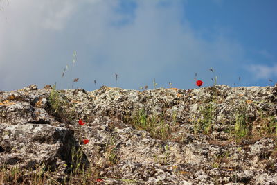 Plants on field against cloudy sky