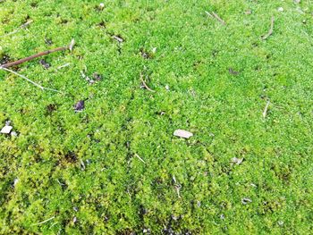 High angle view of crab on grassy field