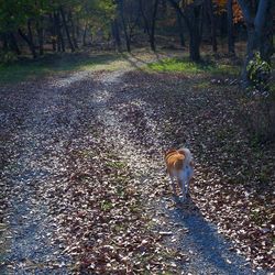 View of dog on field in forest