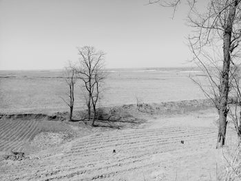 Bare trees on landscape