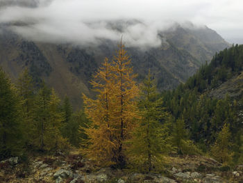 Scenic view of trees and mountains against sky