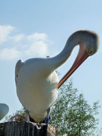 Low angle view of pelican perching against sky