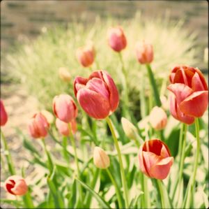 Close-up of poppy flowers