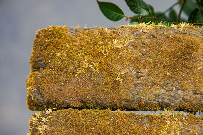 Close-up of lichen on rock