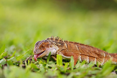 Close-up of a lizard on a land