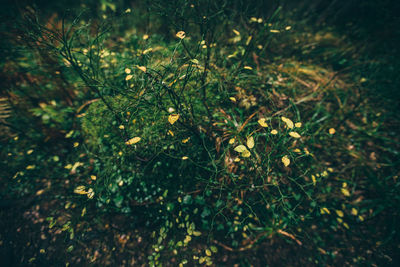 Plants growing on field