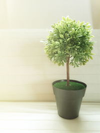 Close-up of potted plant on table at home