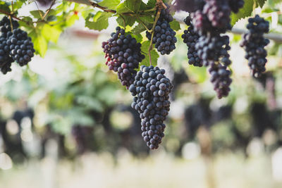 Close-up of berries growing on tree