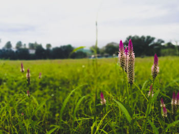 Close-up of wildflowers blooming in field against sky