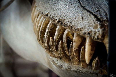Close-up of messy head