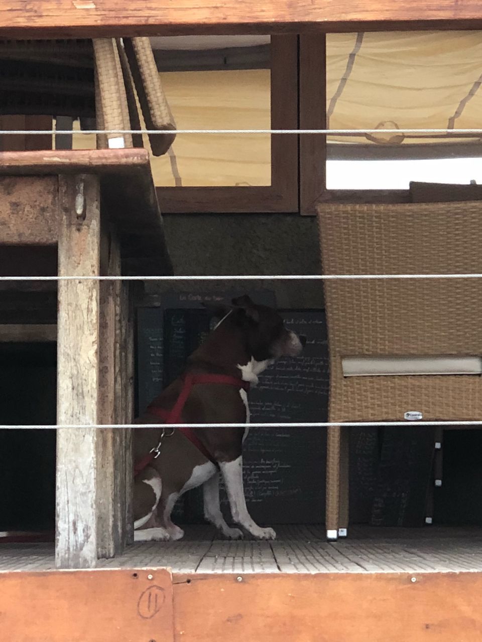 DOG BY WINDOW ON TILED FLOOR