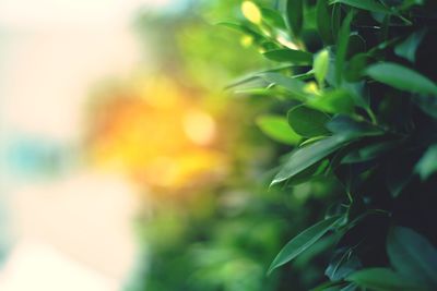 Close-up of plant against blurred background