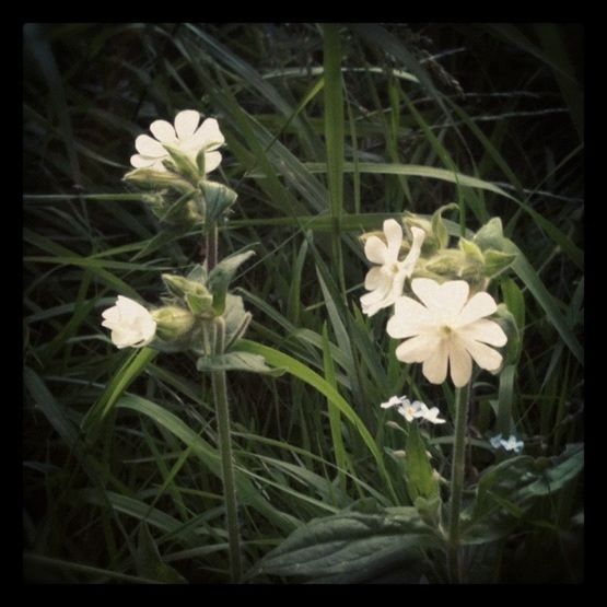 flower, transfer print, petal, freshness, fragility, growth, flower head, white color, beauty in nature, auto post production filter, plant, blooming, nature, field, close-up, stem, in bloom, focus on foreground, leaf, blossom