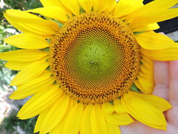 Close-up of sunflower