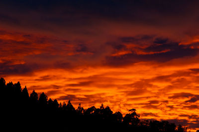 Low angle view of silhouette trees against orange sky