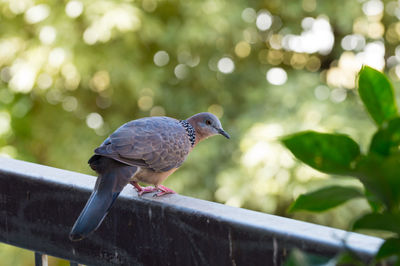 Close-up of bird perching on railing