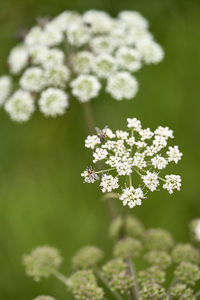 Close-up of white flowering plant