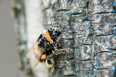 Macro shot of bee on bark