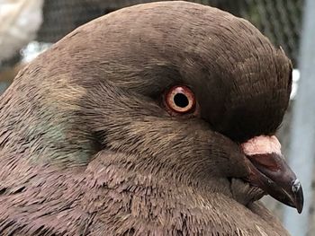 Close-up of bird