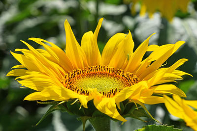 Close-up of yellow flower