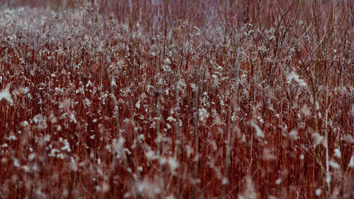 Field of plants with long red stems and fluffy white flowers. beautiful countryside retro landscape.