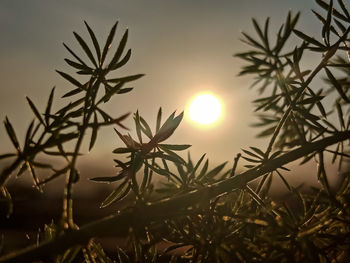 Close-up of silhouette plants against sunset sky