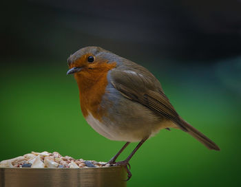 Close-up of bird perching on feeder