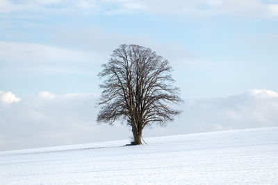 Bare tree on snow covered field against sky