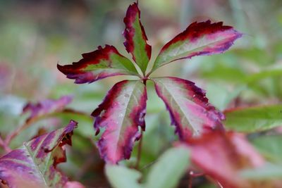 Close-up of red maple leaves