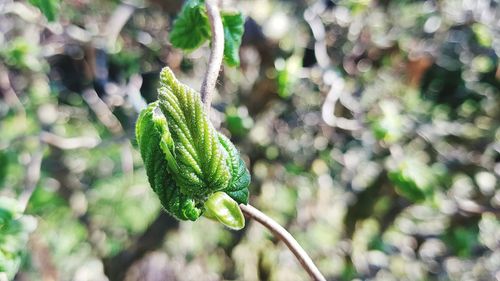 Close-up of fresh green leaf