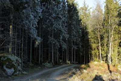 Road amidst trees in forest