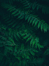 Full frame shot of fern leaves