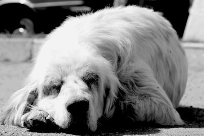 Close-up of dog sleeping