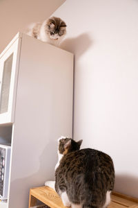 Portrait of cat sitting on wall at home