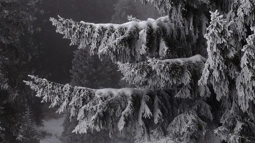 Trees on snow covered landscape