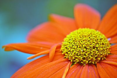 Close-up of orange flower petal