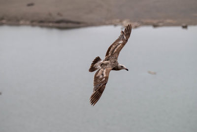 Close-up of bird flying over water