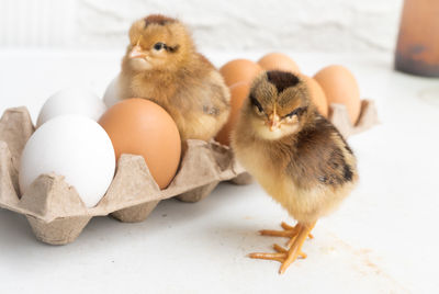 Close-up of two cute chicks