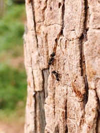 Close-up of lizard on tree trunk